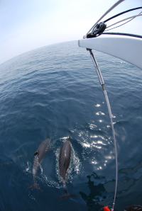 Dolphins playing at the bowsprit